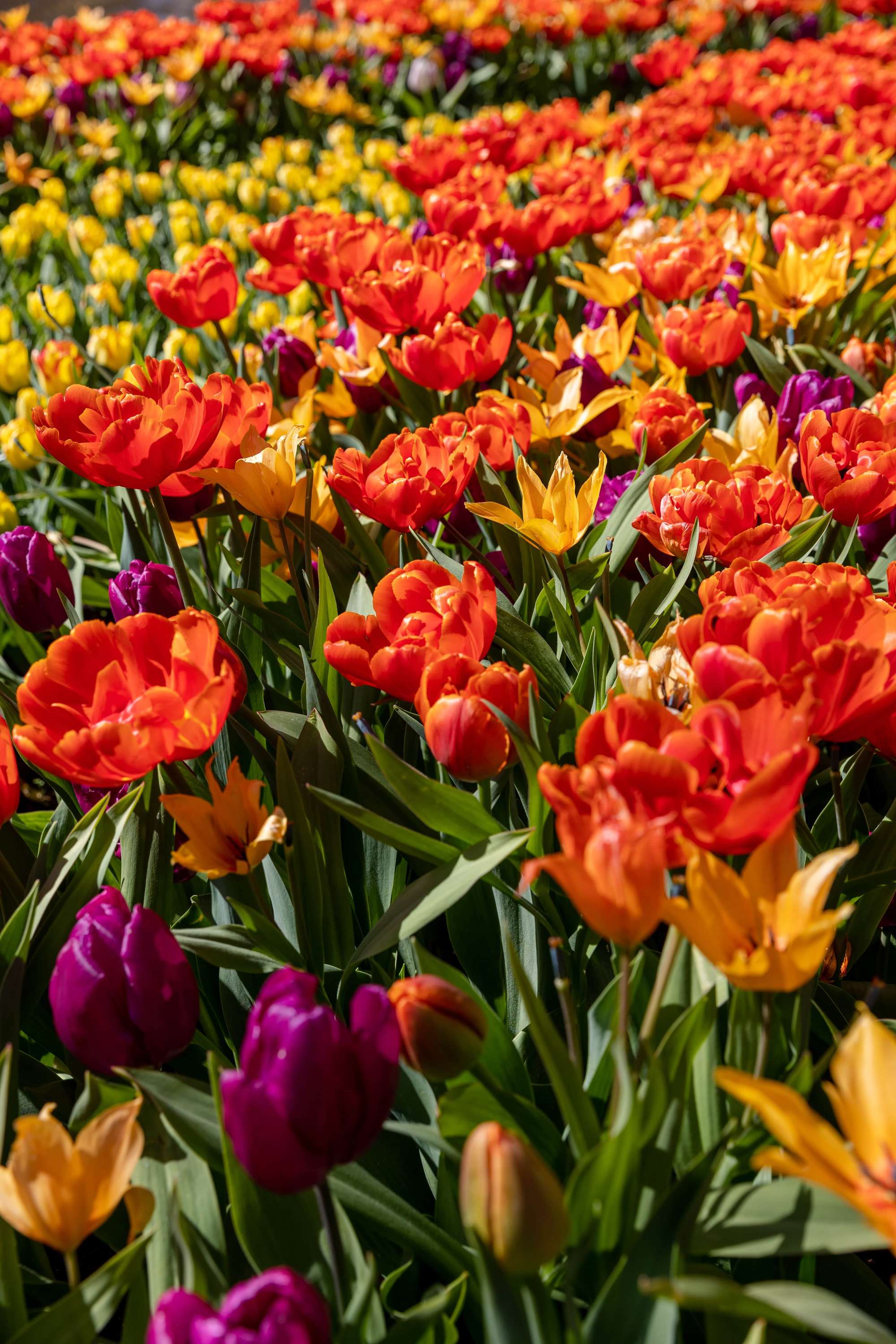 Botanische Tulpe 'Praestans Shogun'
